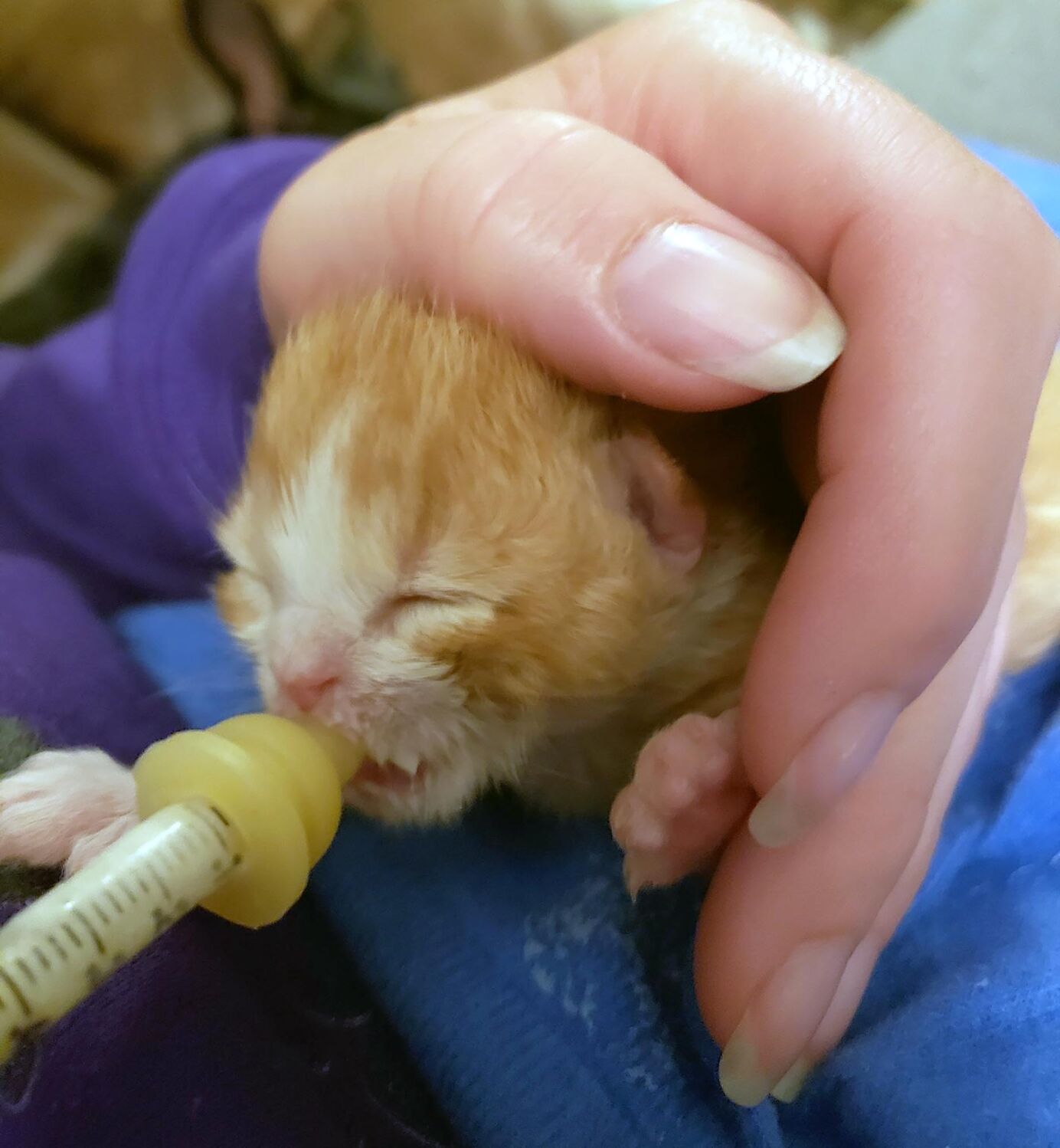 Rescued kittens 3